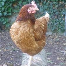 Heydon Hens from Wood Green animal charity.jpg